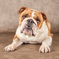 Englische Bulldogge