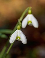 Das Schneeglöckchen