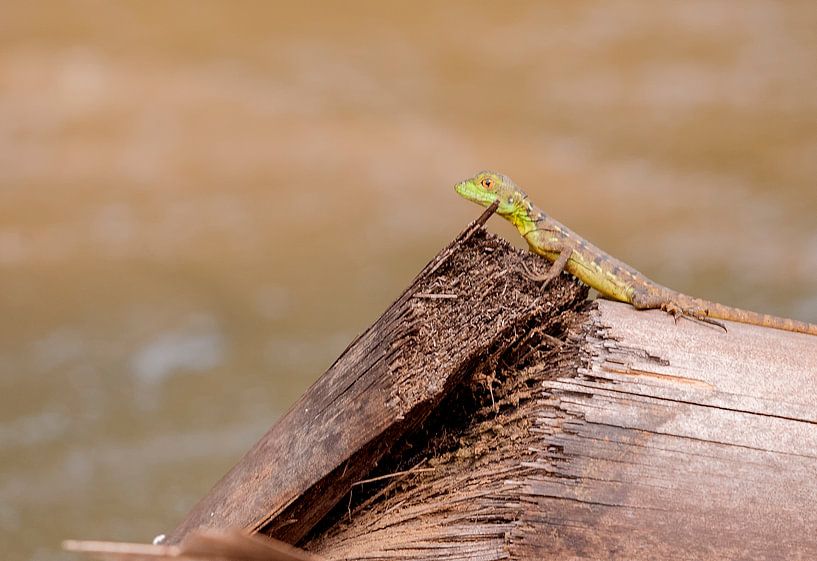 Groene leguaan par Maarten Verhees