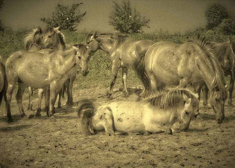 Konik Pferde von Wilfried van Dokkumburg