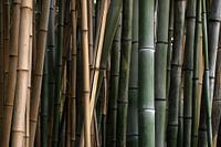 Detail photo bamboo, Australia, Queensland