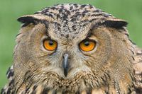 Europese Oehoe (Bubo bubo)