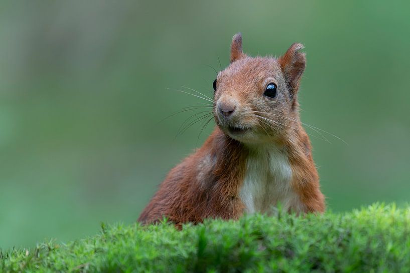 Portrait of a happy squirrel. by Albert Beukhof