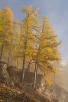 Les mélèzes dans la lumière du matin