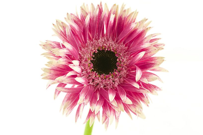 Weiß/rosa Germini Gerspider Cyta von Tanja van Beuningen