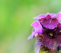 Common brunel...common?