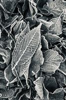 Winterblatt schwarz und weiß | Natur