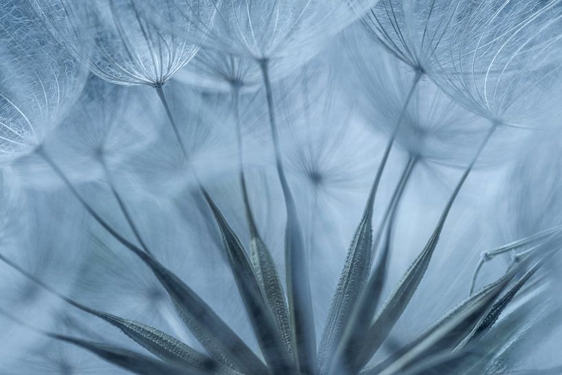 Gelber Morgenstern von Paulien Varkevisser