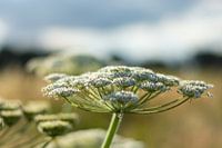 Eine gemeinsame Angelika