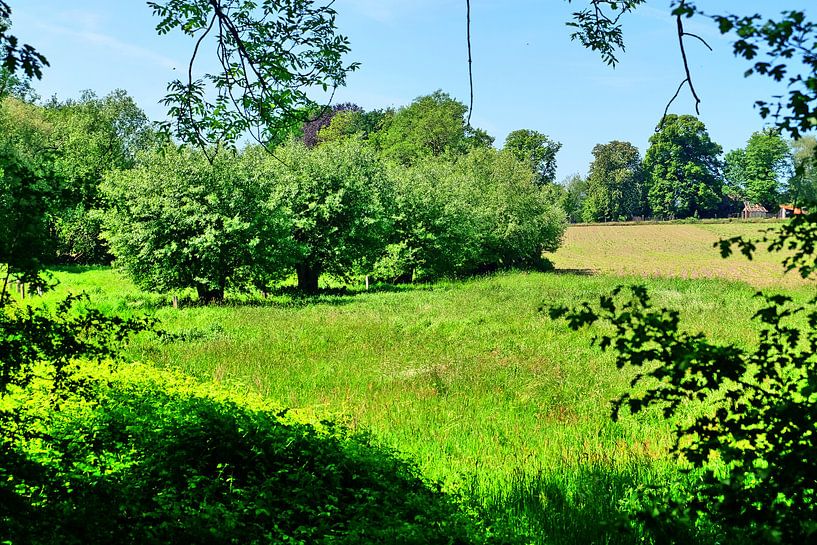 Saule 1 par Edgar Schermaul