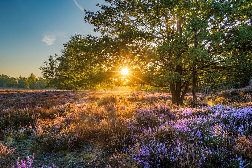 Terhaagdoorn Heide by Maurice Meerten