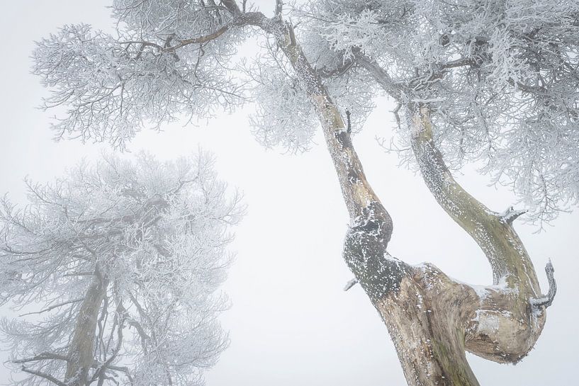 Boomkruinen met rijp von Michel Lucas