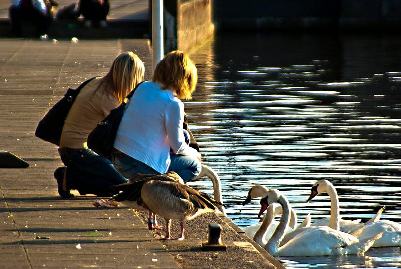 Fütterungsstunde in Hamburg von Norbert Sülzner