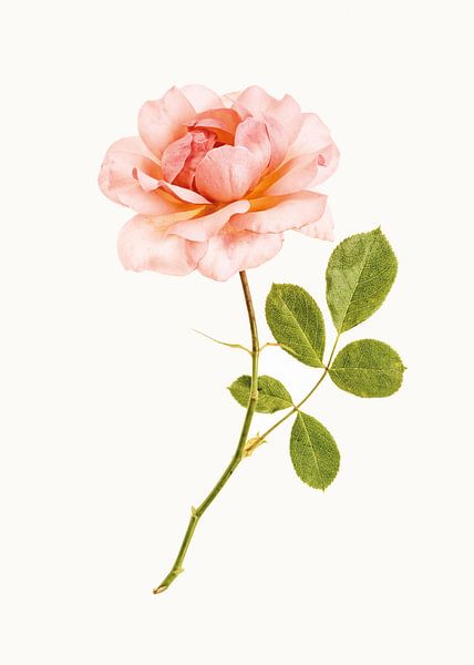 Vielfalt Schrank_Roos_01 von Marielle Leenders