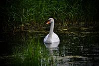 Ein Schwan in der Natur