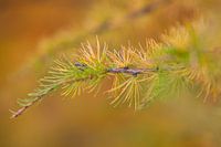 Larix in herfstkleur