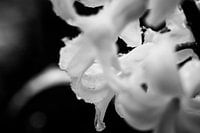 Drops... (Blume, Hyazinthe, Schnee, Frühling)