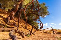 Tree roots on a sand dune