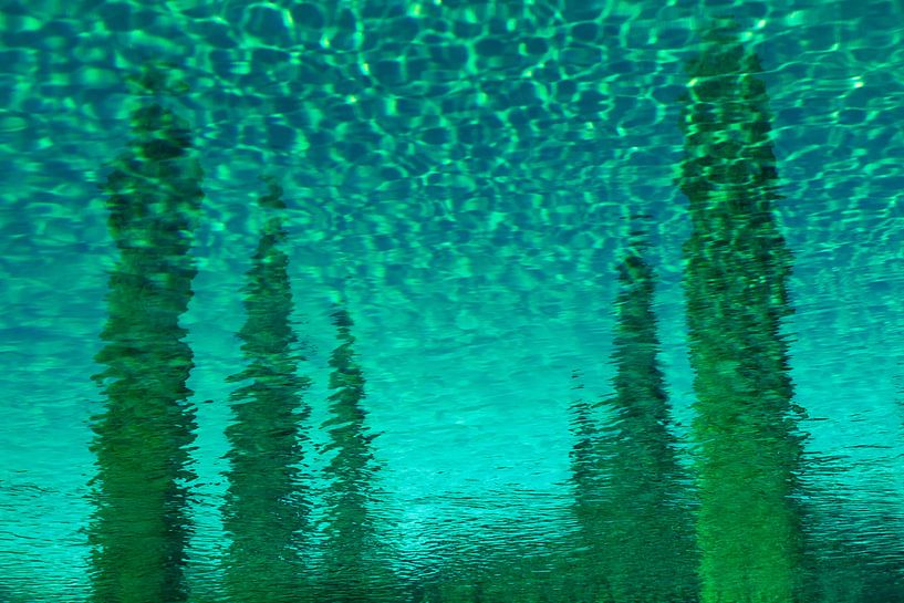 Mirrored cypresses by Domicile Media