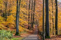 Herfst in het Sonsbeekpark Arnhem