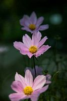 Roze Bloemen op een rij