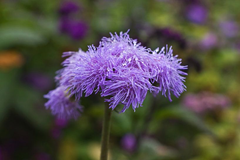 Baume pour le foie avec des gouttes par Anja B. Schäfer