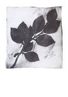 Empreinte botanique Branche de bouleau