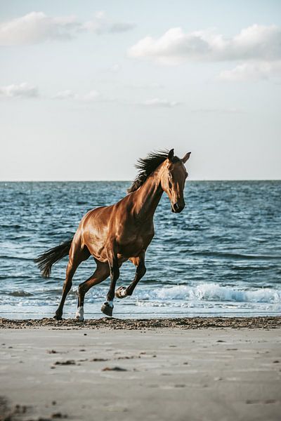 Cheval brun galopant sur la plage par Shirley van Lieshout