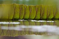Leaf of a green water lily