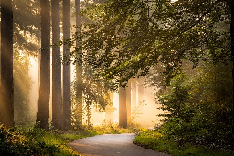 Path between the trees - landschap van Studio Caro West