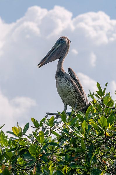 Bruine pelikaan par Maarten Verhees
