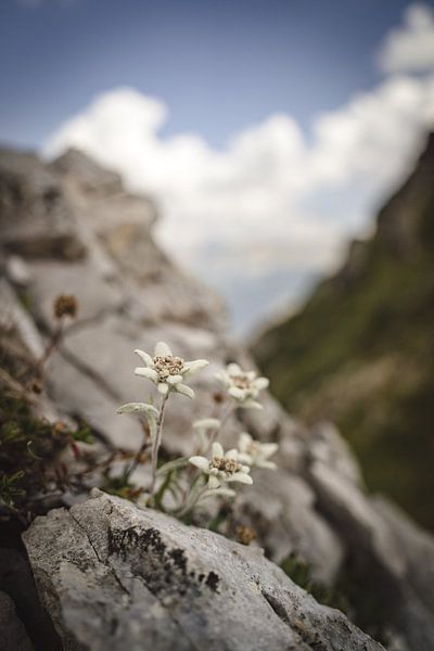 Edelweiss in the Dolomites in vintage style by Leo Schindzielorz