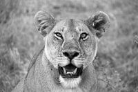 Wildlife Tanzania, lioness (black and white)