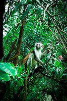 Sansibar Fringe Affe