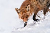 Un renard se promène dans la neige