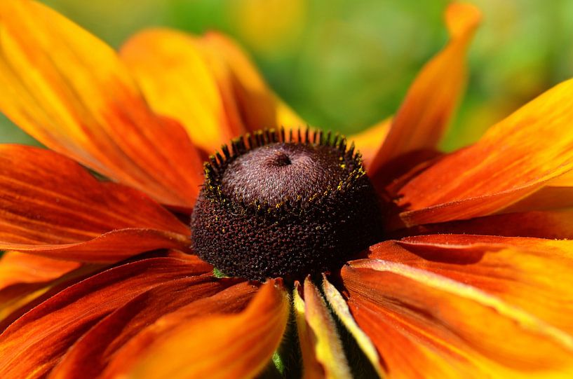 Sonnenhut von Violetta Honkisz