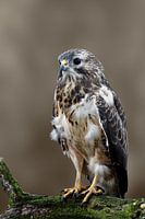 Bussard
