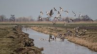 Enten fliegen im Polder