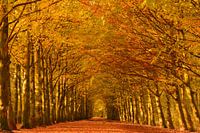 Autumn lane in a forest