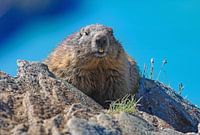 Ein Murmeltier in den Hohen Tauern zeigt keine Scheu vor der Kamera.