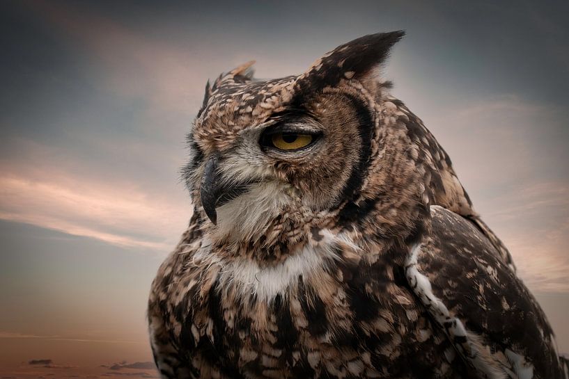 Träumerische Eule von By Marjolein Design