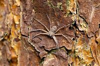 Araignée sur un arbre