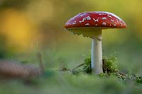 Fly agaric in the Neromhof in Meise