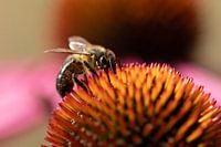 Wildbiene auf Sonnenhut