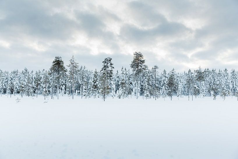 Weiße Landschaft in Finnisch-Lappland von Miranda van Assema