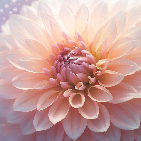 Rosa Dahlie von Jacky