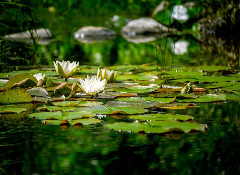 White water lily in garden pond by ManfredFotos