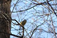 Eine Kohlmeise zwischen den Ästen