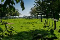 Kirschbaumgarten in der untergehenden Sonne