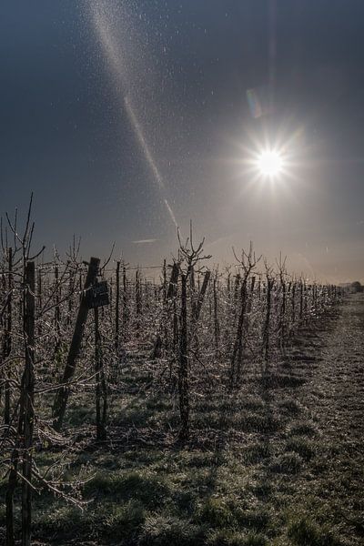 Irrigating fruit orchard by Moetwil en van Dijk - Fotografie